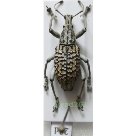 Celebia philippinica Heller K.M., 1921 male Philippines23d